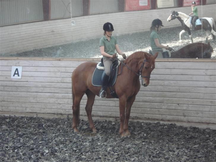 Anden særlig race Tara - flotte flotte flotte tara <´3 billede 10