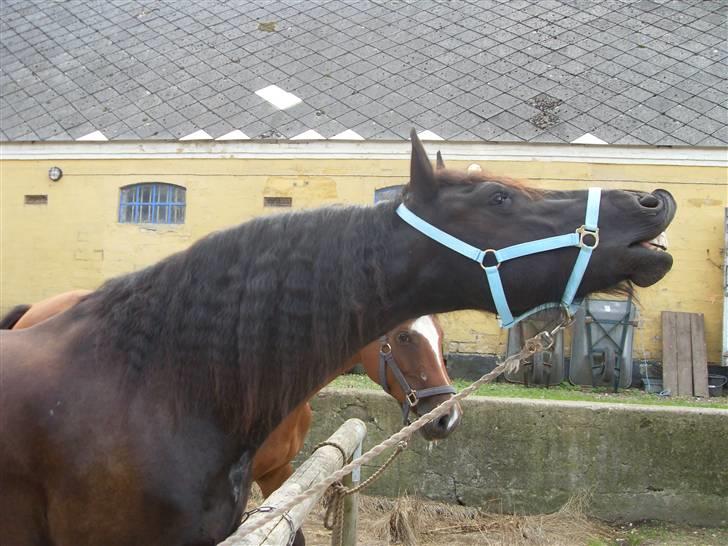 Frieser Oege af Birkelyst - Den lækre prins (som er vallak) den 11 sep 2009 <3  billede 16