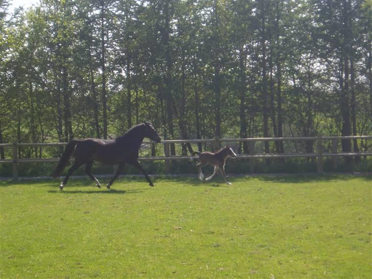 New Forest Meldgaardens Sir Everhard - billede 9 billede 34