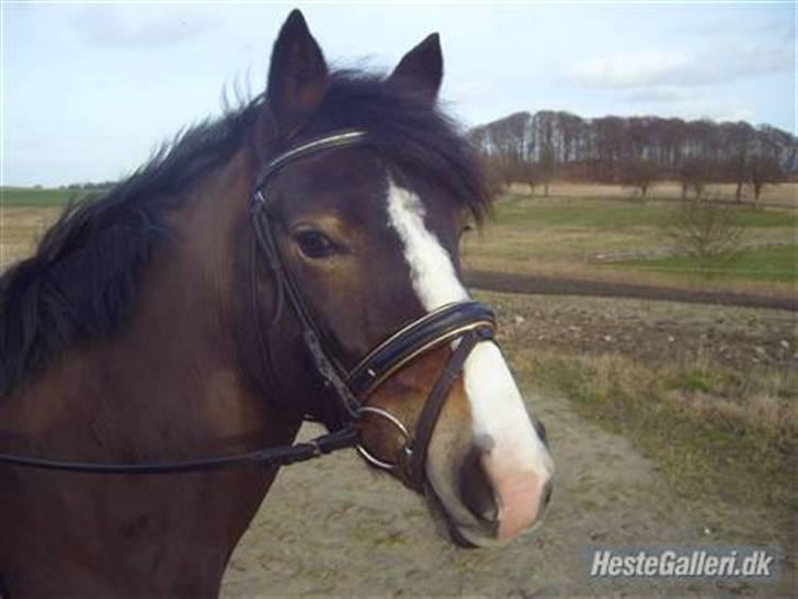 Anden særlig race Cassiopeia - :O billede 13