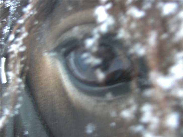 Anden særlig race Cassiopeia billede 14