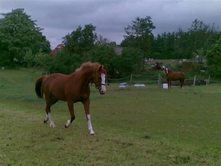 Svensk Sportspony  Isabell<3 - 1.Tjek lige mine gangarter engang!<3 Foto:Camilla <3 billede 1