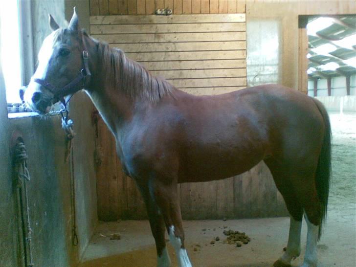 Svensk Sportspony  Isabell<3 - 10. Inden opsadling <3 Foto: Mig <3 billede 10