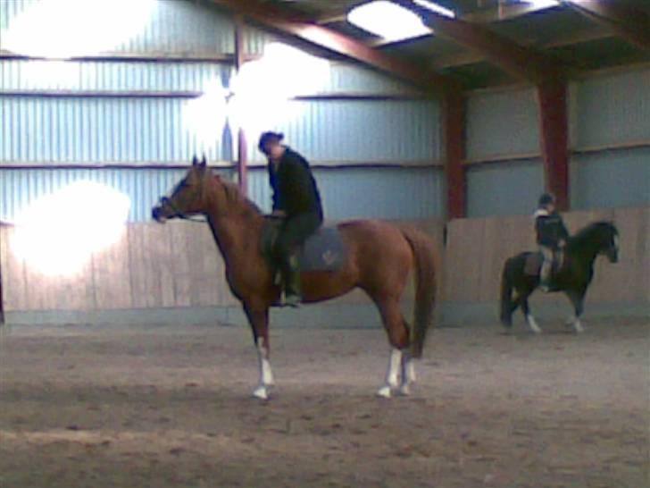 Svensk Sportspony  Isabell<3 - 11. Min moar spænder gjord <3 Foto:Mig <3 billede 11