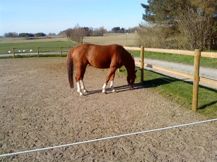 Svensk Sportspony  Isabell<3 - 16.Første dag <3 Foto: Moooarh billede 16