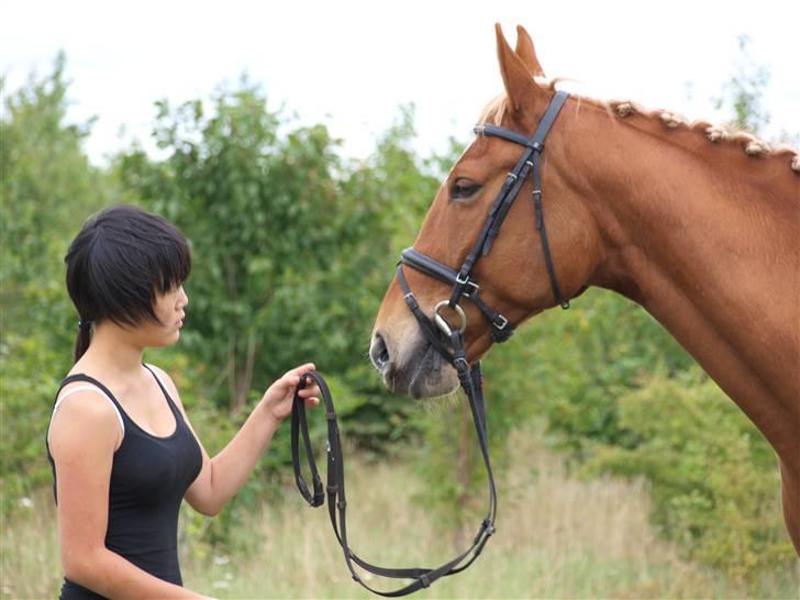 Dansk Varmblod Gyvelhøjens Figaro <3 - Tak fordi I kiggede med !!! Foto: Malene  billede 15