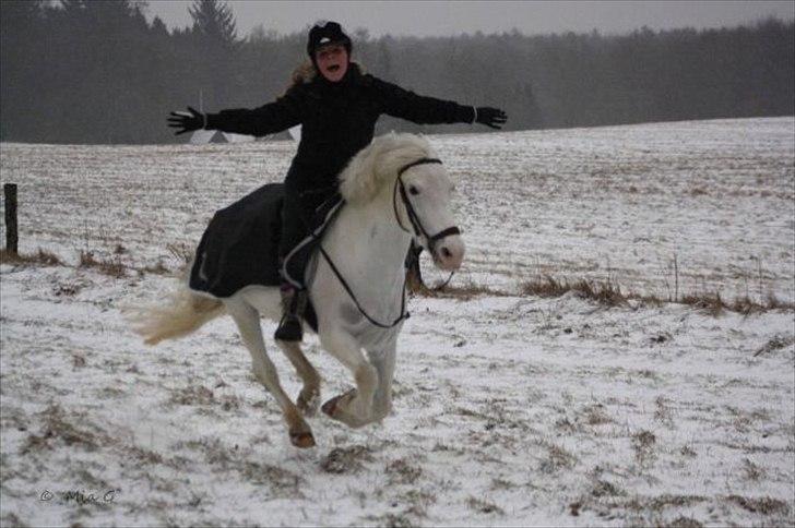 Anden særlig race Sir Camelot - Hej, og velkommen til camelot´s profil. Kig billederne, giv bedømmelse og smid en kommentar - så bliver vi glade :)   her er mig og Lotte på vores sidste skovtur sammen - dagen inden han flyttede til Fyn! :´( foto: mia grønning  billede 1