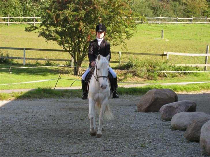 Knabstrupper plet(rideskolshest) - mig og plet da vi skulle til stævne billede 1