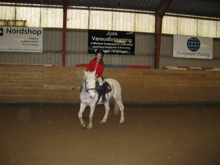Knabstrupper plet(rideskolshest) - mig og plet til opvarmning til et stævne billede 3