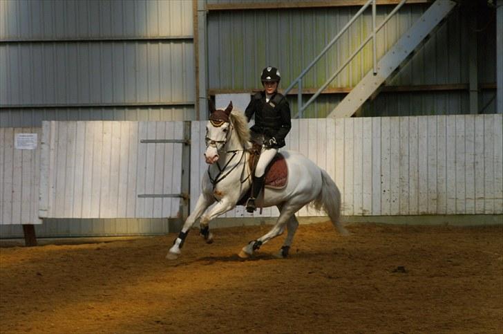 Anden særlig race Sir Camelot - LB på SIR <3 foto: Ivan Bach billede 4