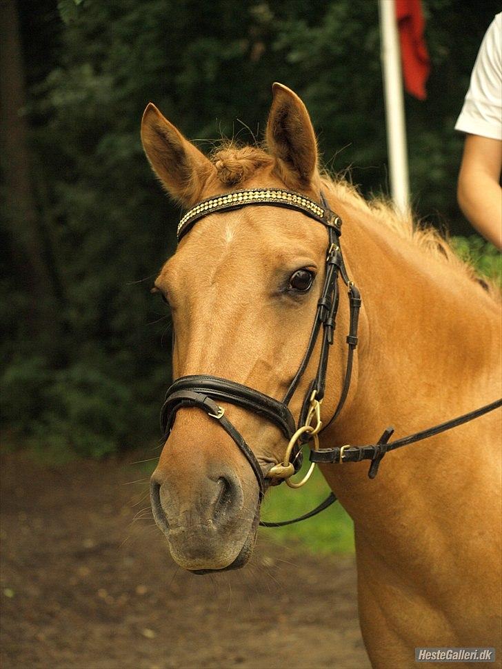 Anden særlig race Jackie - Jackie&Jeg BIG Distriktstævne
Foto: Sofie Slot. billede 2