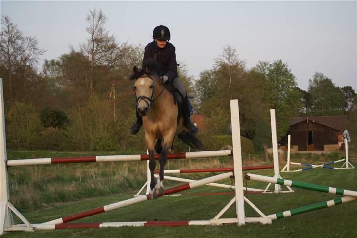 Anden særlig race Chanel *Solgt* - Vi springer 105<333 :D billede 20