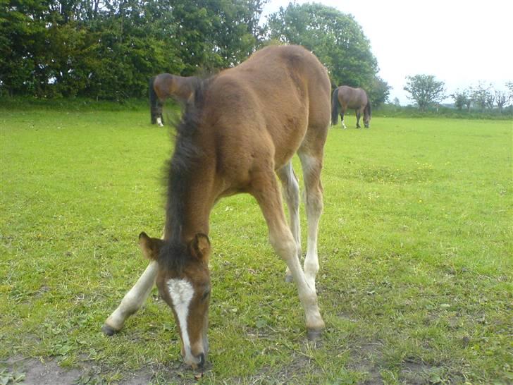 New Forest Sjølunds Sirocco Solgt - Sirocco kan ikke nå jorden endnu:) billede 5