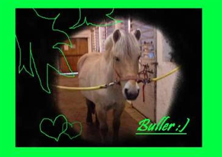 Fjordhest Buller *elevpony* R.I.P billede 15