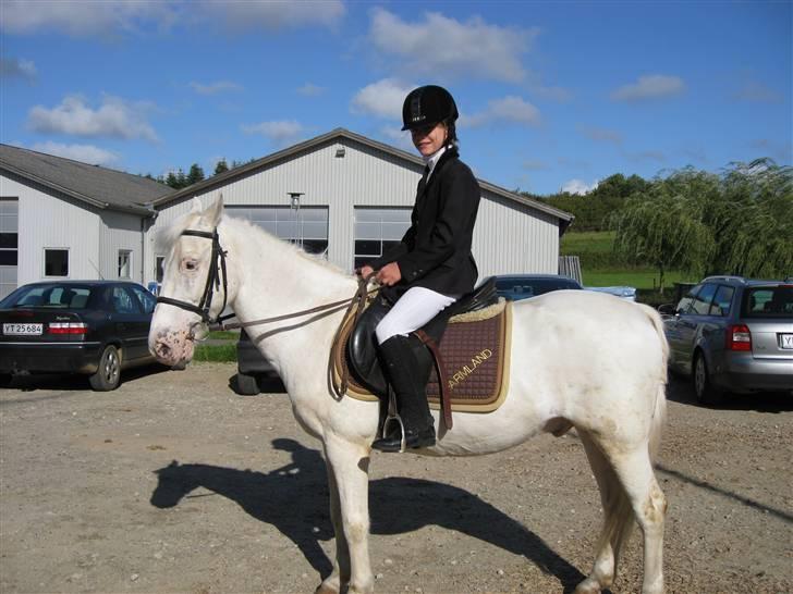 Knabstrupper plet(rideskolshest) - mig og plet til opvarmning til et stævne billede 5