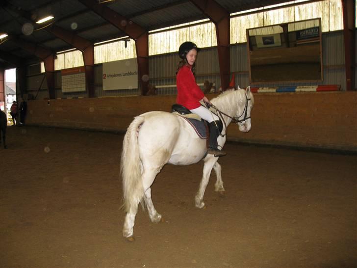 Knabstrupper plet(rideskolshest) billede 6