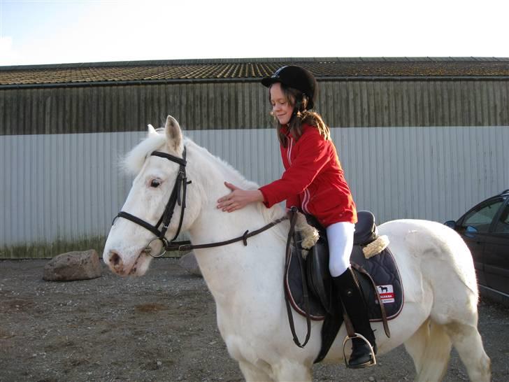 Knabstrupper plet(rideskolshest) billede 7