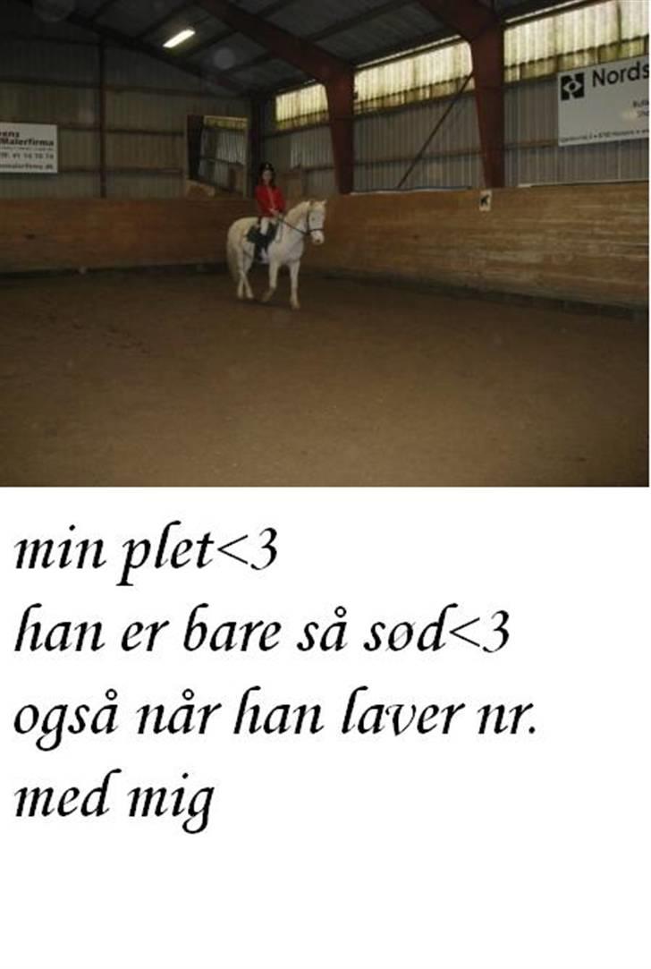 Knabstrupper plet(rideskolshest) billede 8
