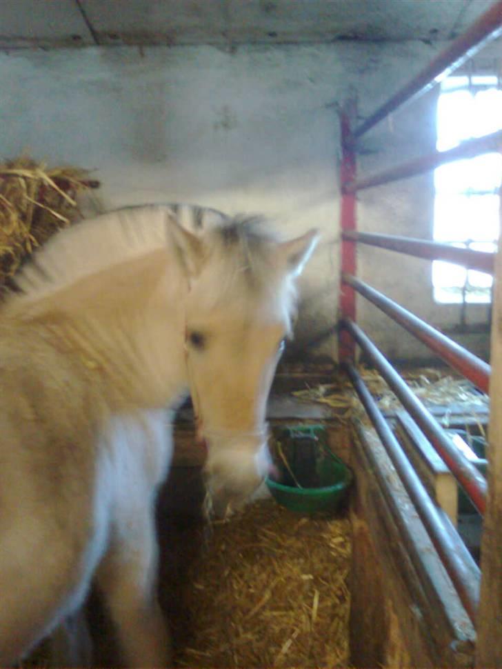 Fjordhest Marika Møldrup billede 14