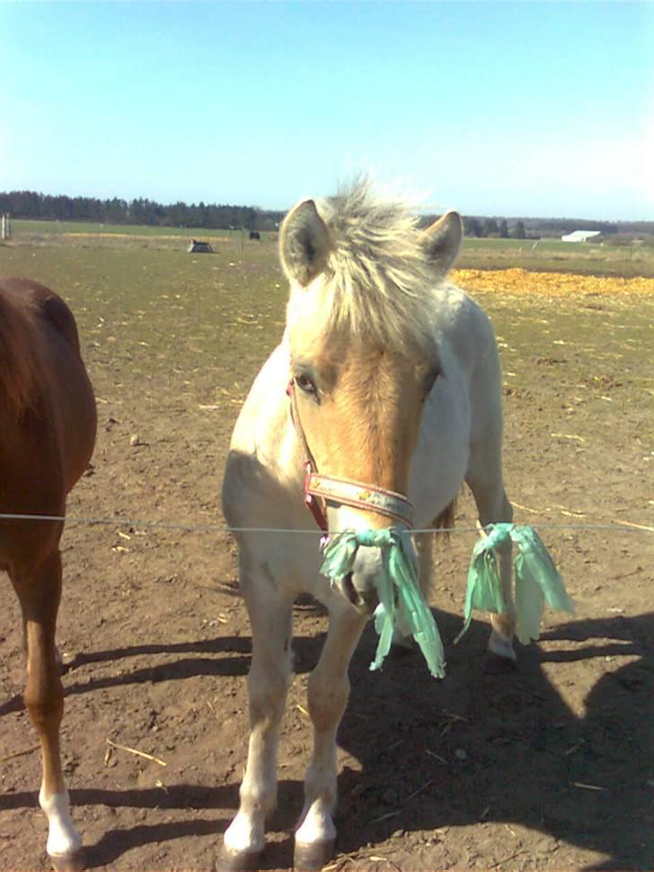 Fjordhest Marika Møldrup billede 15