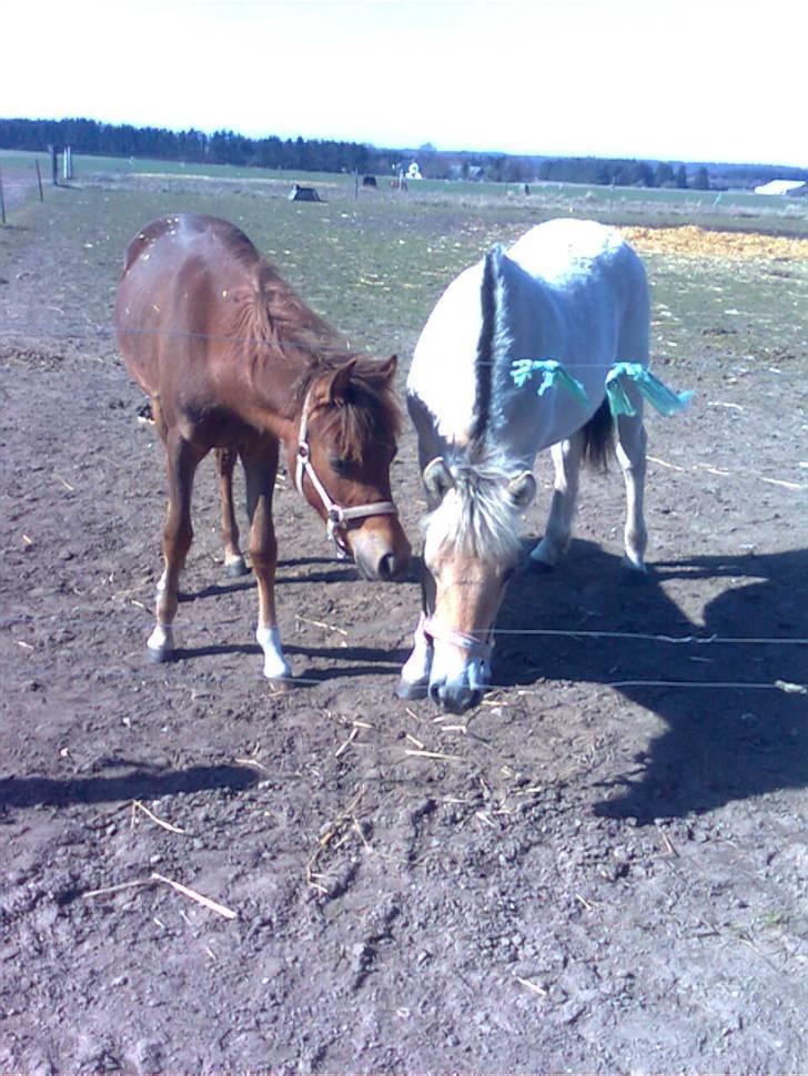 Fjordhest Marika Møldrup billede 16