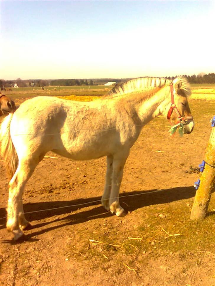 Fjordhest Marika Møldrup - Foråret som 1 års hun er dog ikke 1 år på billedet billede 17