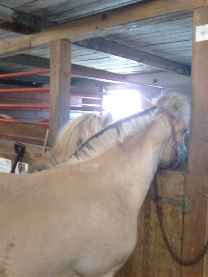 Fjordhest Marika Møldrup - Marika ca 1 år gammel nyder at nusse med Bea billede 18