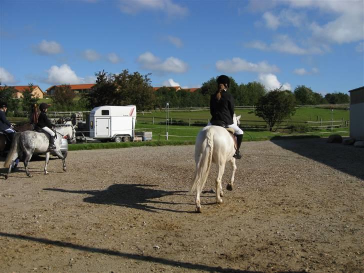 Knabstrupper plet(rideskolshest) billede 9