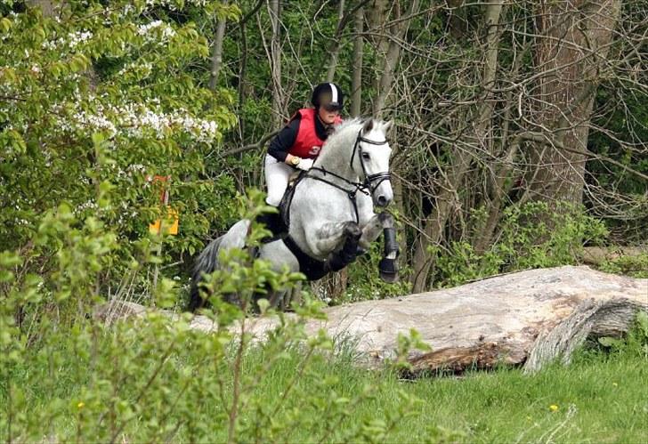 Anden særlig race Skipper Mønstergård. *A-Pony* - CNCP1* Landsstævne på Nørregård 2010. 0 tarræn! (Y) 2´ plads! - stjernestjerne pony!<3  Foto : Katja Berg. billede 17