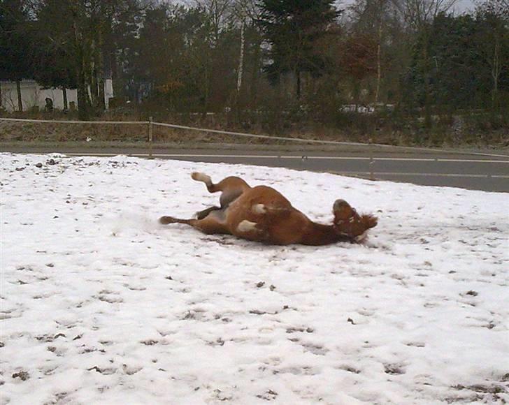 Anden særlig race Ofelia billede 10