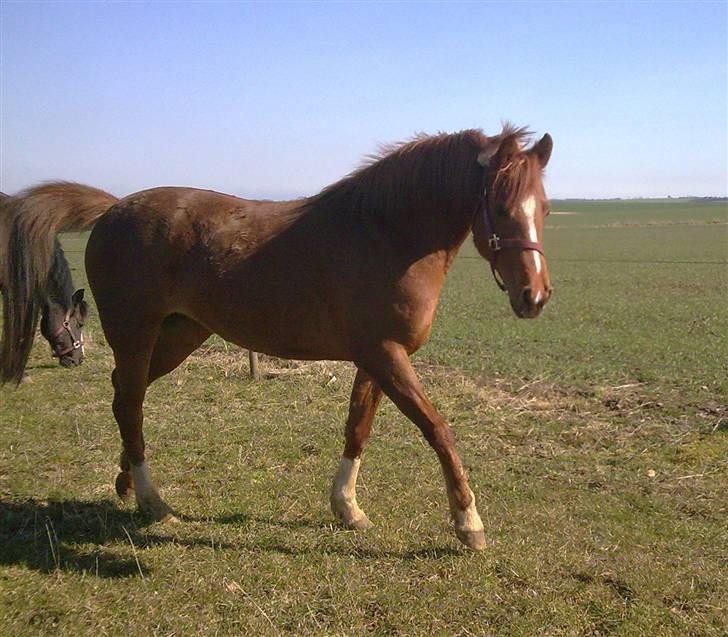 Anden særlig race Ofelia billede 11