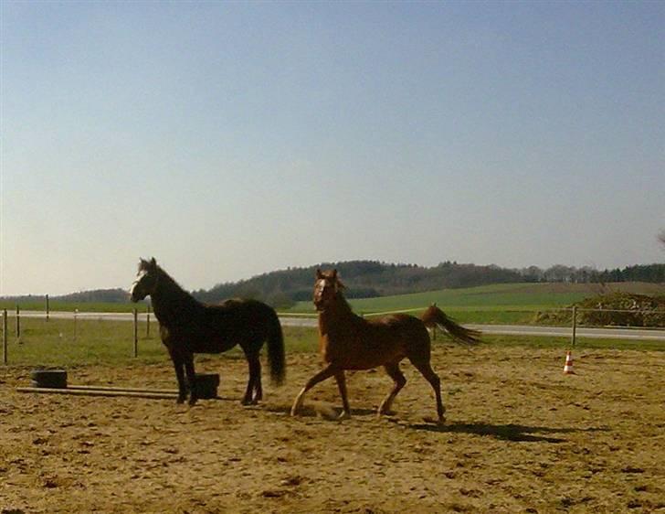 Anden særlig race Ofelia billede 12
