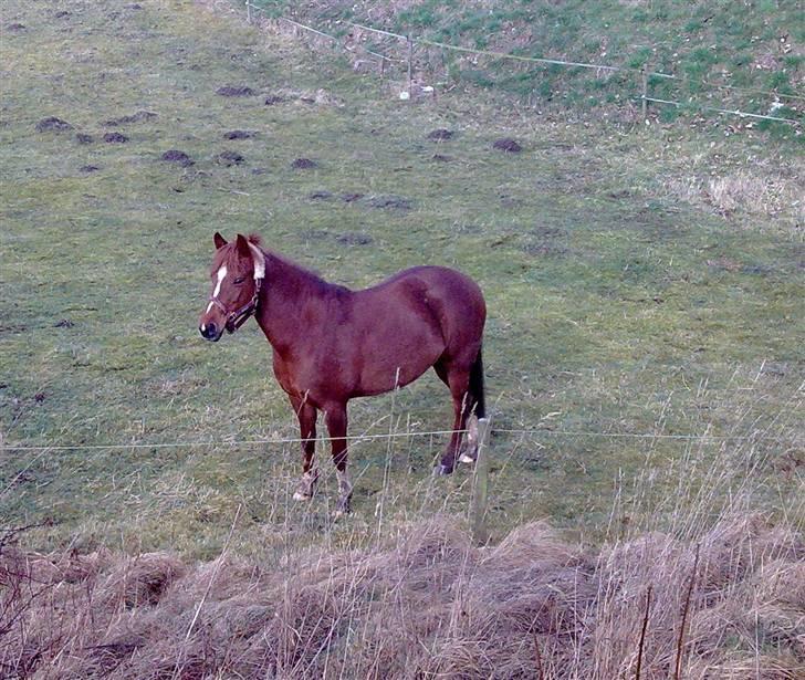 Anden særlig race Ofelia billede 13