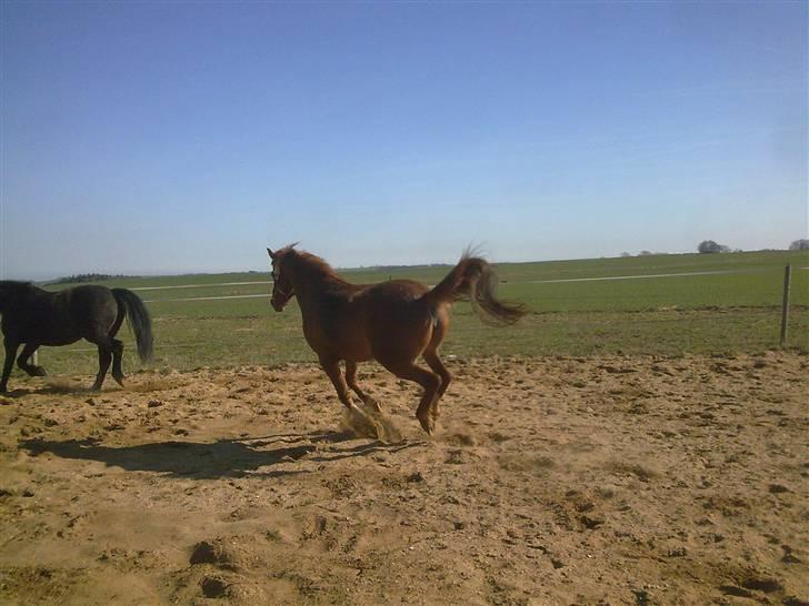 Anden særlig race Ofelia billede 14
