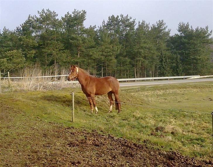 Anden særlig race Ofelia billede 15