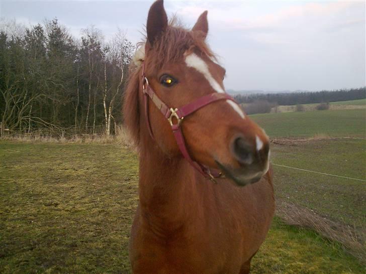 Anden særlig race Ofelia billede 17