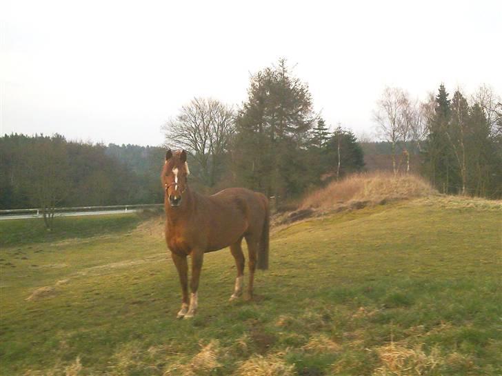 Anden særlig race Ofelia billede 18