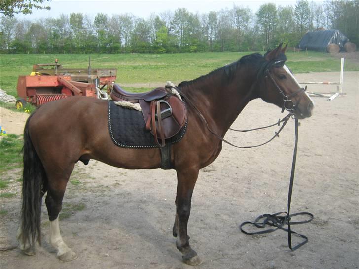Welsh Pony af Cob-type (sec C) Fjordglimt Im Zidan,SOLGT billede 8