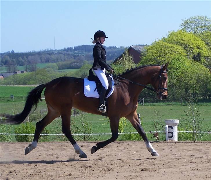 Dansk Varmblod Kongejordens Cardiff billede 19