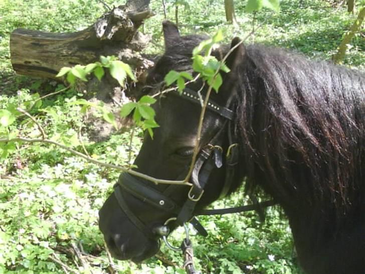 Shetlænder Olga! R.I.P SAVNET!!! :'( - Vi rider en skøn tur i skoven ! - vil aldrig glemme den dag! billede 20