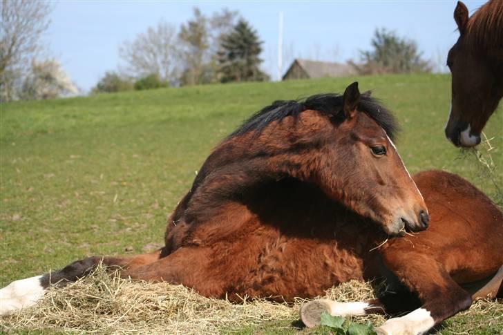 DSP Grand Garáson  billede 10