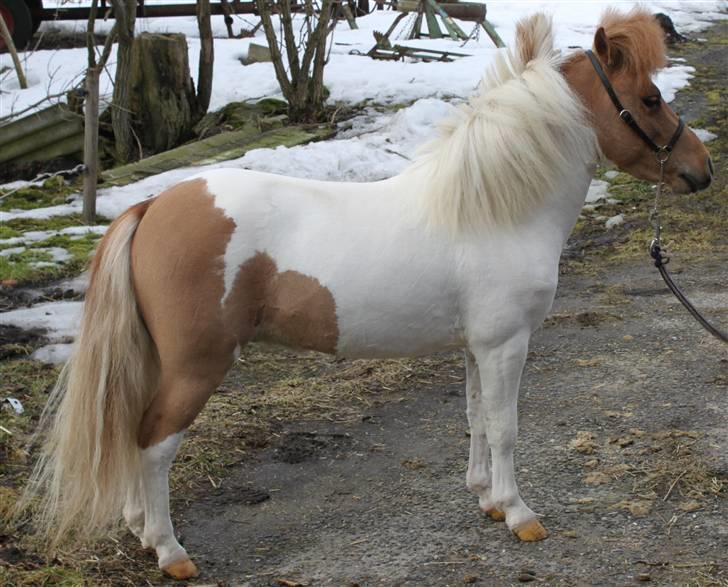 Dansk Miniature Egehøj's Casino Z - 14.03.2010 klar til ar komme i træning billede 5