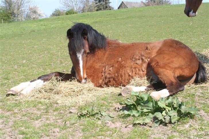 DSP Grand Garáson  billede 11