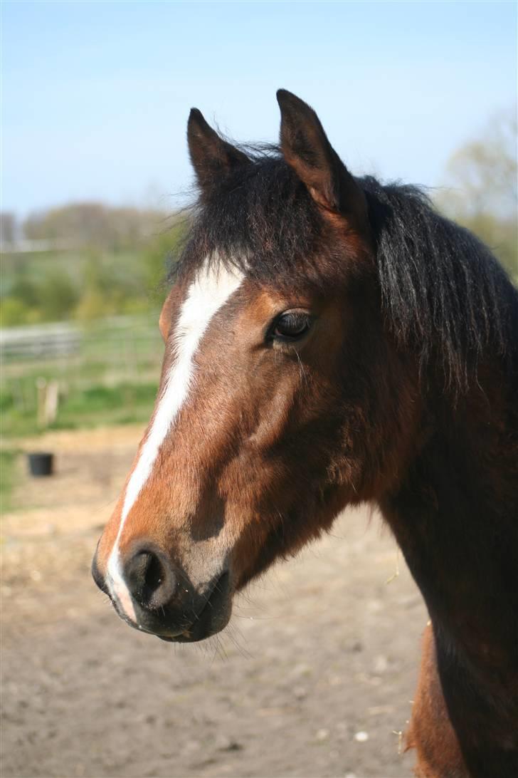 DSP Grand Garáson  billede 12