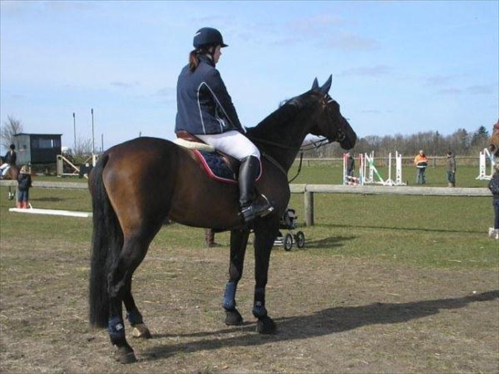 Holstener liva ( solgt ) - Hodsager billede 14