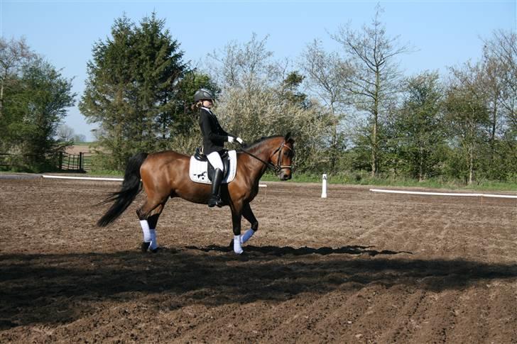 New Forest lazlos joke - ride lb1 i Allerup gaard rideklub billede 13