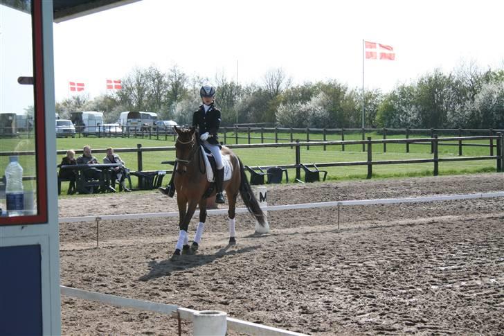 New Forest lazlos joke - rider lb2 på Allerup gaard billede 18