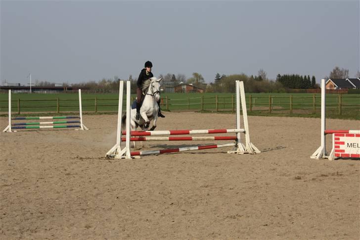 Anden særlig race Filuca billede 16