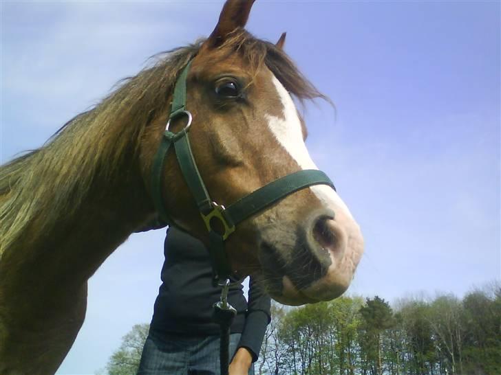Welsh Pony af Cob-type (sec C) Molly/solgt. billede 3