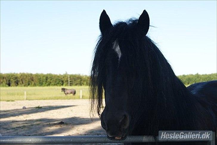 Irish Cob black magic *solgt* - velkommen til black magic´s profil billede 1